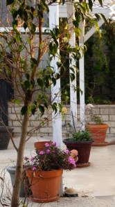 Previously dead and dying plants coming back to life, like my writing.