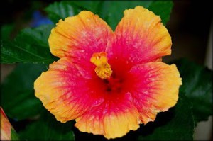 Hawaiian_red_and_yellow_Hibiscus_Flowers02